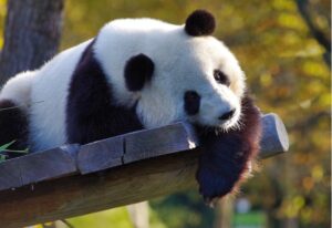 panda en chine