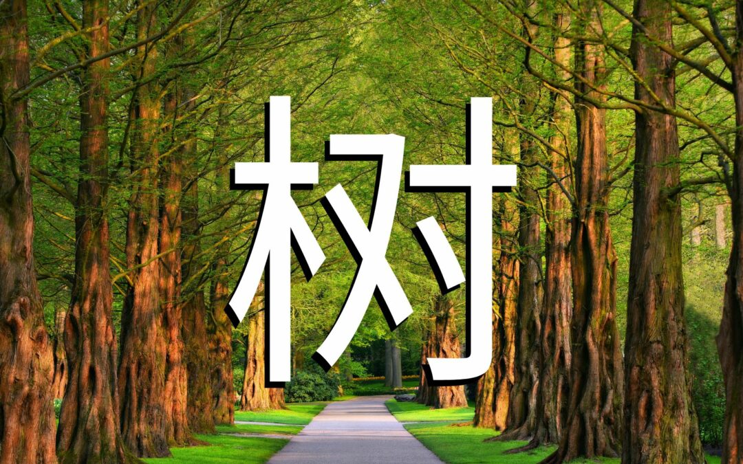 Comment dire arbre en chinois – Origine et traduction du mot 树 (shù)